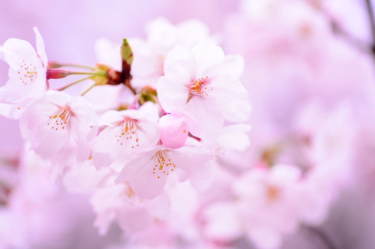 お花見に持っていきたいおすすめのレジャーシート５選 – 桜満開になる前に必須アイテムを用意しよう！